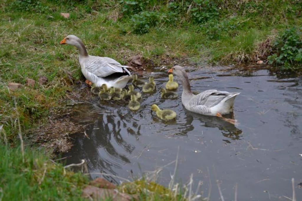 Gite Gretel De La Ferme Du Schneeberg Wangenbourg-Engenthal Esterno foto