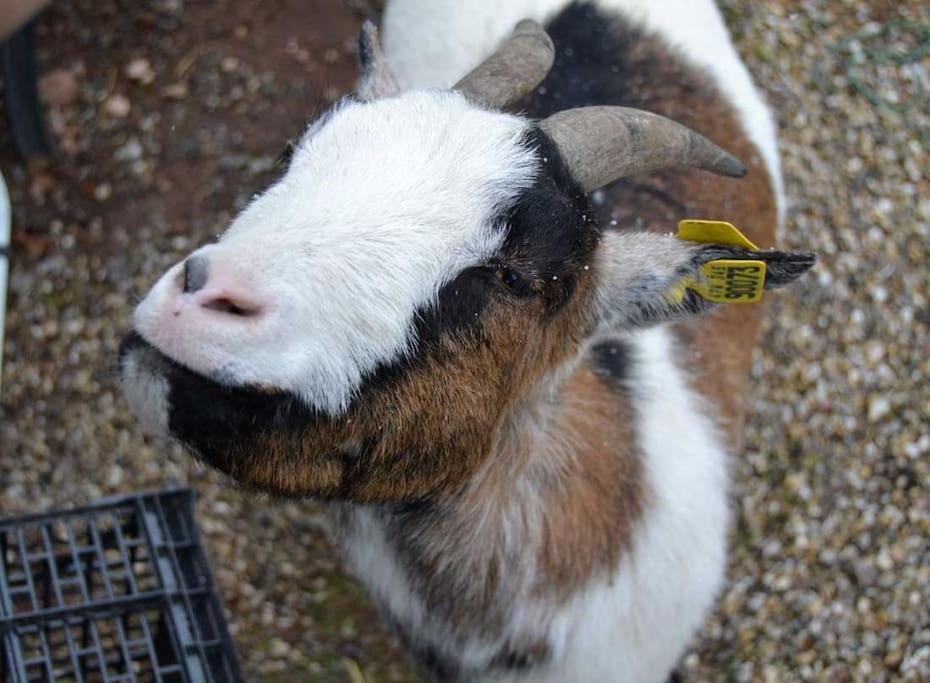 Gite Gretel De La Ferme Du Schneeberg Wangenbourg-Engenthal Esterno foto