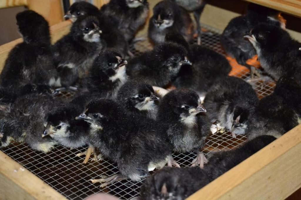 Gite Gretel De La Ferme Du Schneeberg Wangenbourg-Engenthal Esterno foto
