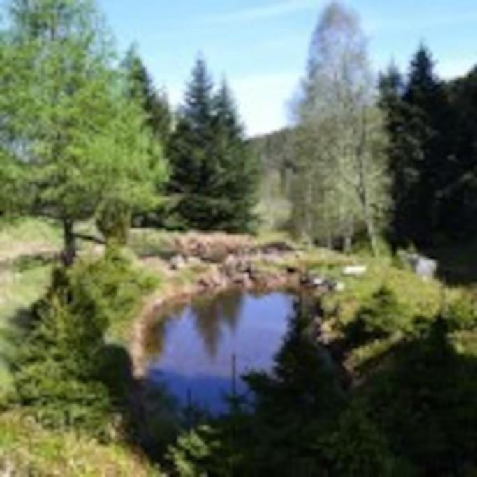 Gite Gretel De La Ferme Du Schneeberg Wangenbourg-Engenthal Esterno foto